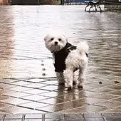 La semana más dura de Nerea Garmendia tras la muerte de su «hijo perruno» Coko