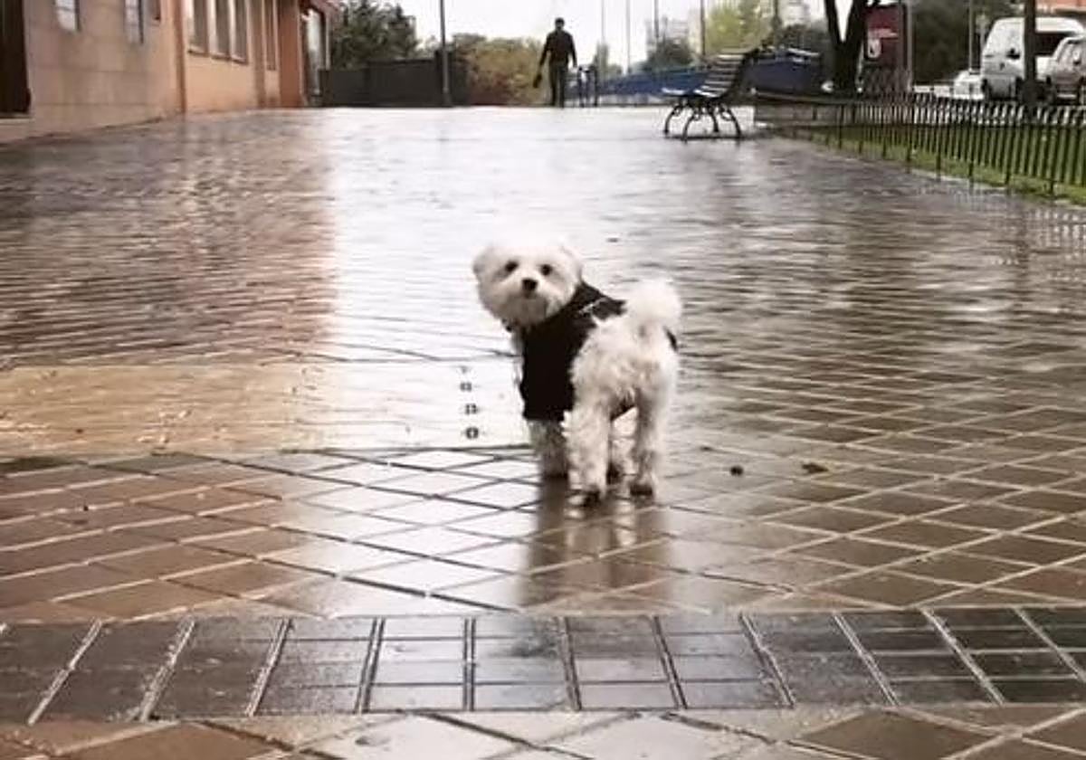 La semana más dura de Nerea Garmendia tras la muerte de su «hijo perruno» Coko