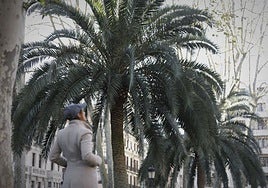 Bilbao pone en marcha un plan de acción para proteger 228 palmeras del escarabajo picudo rojo