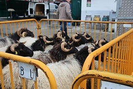 La feria de Berriatua se celebrará este año sin animales.
