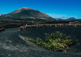 Viñedos en Lanzarote