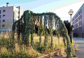 Una de las imágenes que se podrán ver en 'Anillo verde. Universos divergentes' en Montehermoso.