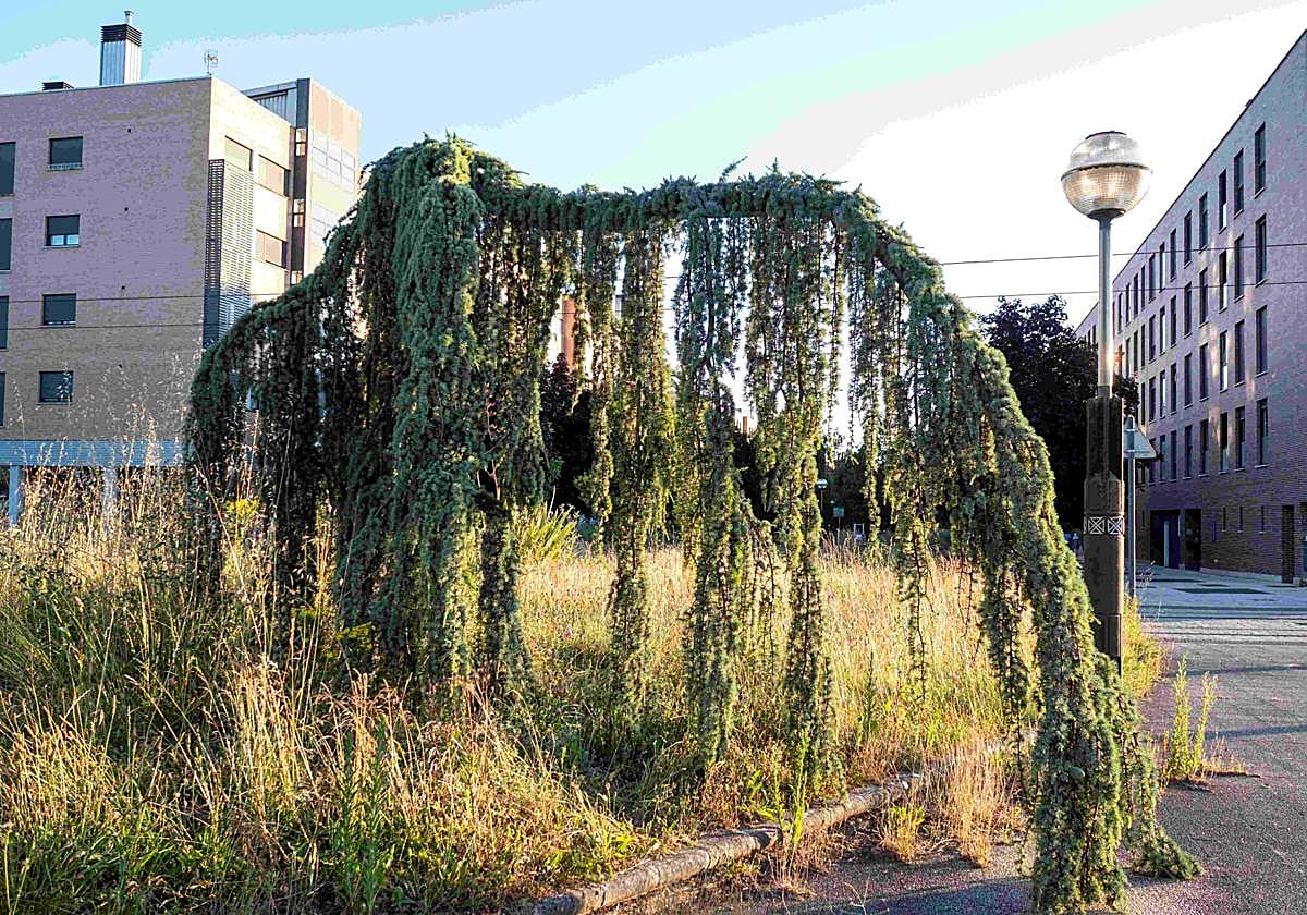 Una de las imágenes que se podrán ver en 'Anillo verde. Universos divergentes' en Montehermoso.