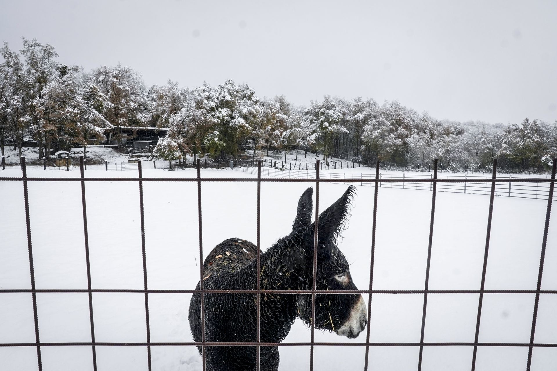 Las imágenes de un día de nieve en Álava