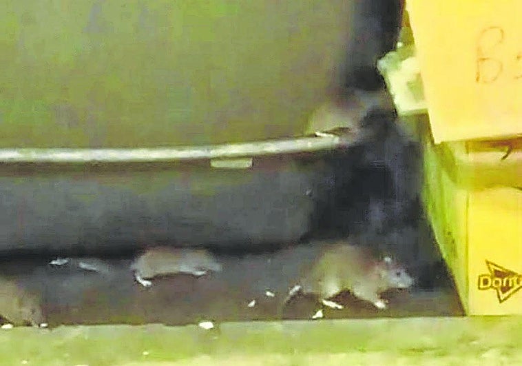 Ratas buscan alimento entre los contenedores de basura de una calle de Santurtzi.