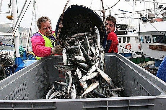 Eurodiputados vascos y gallegos claman contra la sobrepesca del verdel