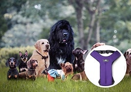 Ofrece 50 euros por recuperar el arnés de su perra fallecida