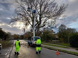 Los operarios han empezado la poda de los árboles que el año pasado no se intervinieron.