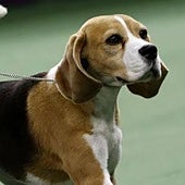 La emotiva carta de bienvenida de un perro a sus vecinos: «Estaba vagando por una carretera...»