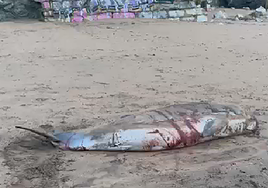 El animal llegó vivo a la playa con heridas graves.
