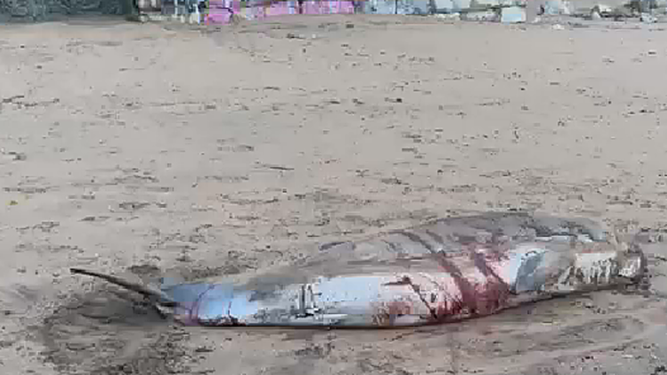 El animal llegó vivo a la playa con heridas graves.