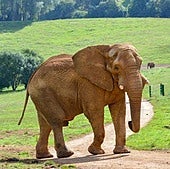 Muere Jums, el elefante más viejo de Cabárceno tras una fuerte pelea con su hijo