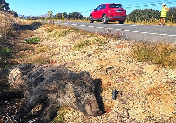 Los cazadores de Álava capturan cerca de 3.000 jabalíes al año.