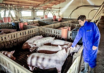 Jon Larrinaga logra que sus cerdos engorden 80 kilos en apenas cuatro meses.