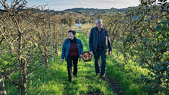 Las manzanas de Santo Tomás
