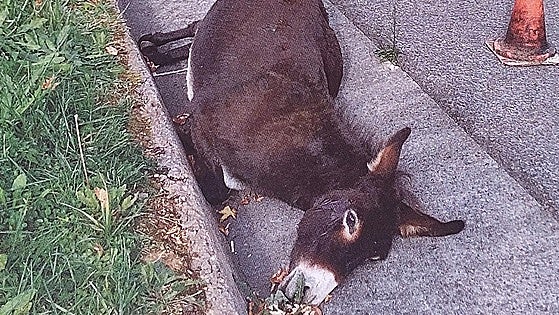 Ganaderos reclaman mejoras en la carretera a La Arboleda para evitar atropellos de animales