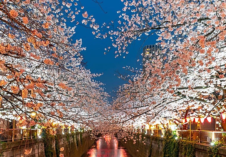 Japón en el mes de febrero, ciruelos en flor y narcisos pletóricos