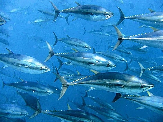 El calentamiento del océano empuja hacia el norte al atún rojo