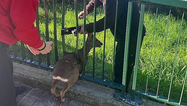 La barandilla entre Arangoiti y Buenavista, una trampa para los corzos de Bilbao