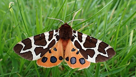 Salburua cobija mil especies de mariposas nocturnas