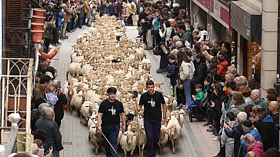 Más de1.500 ovejas cruzan por las calles de Ordizia