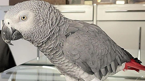 Final feliz para 'Gorri', el loro perdido: reaparece una semana después en un pueblo de La Rioja