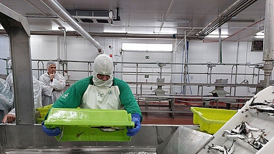 Nace la primera empresa que comercializará pescado de la flota vasca listo para consumir