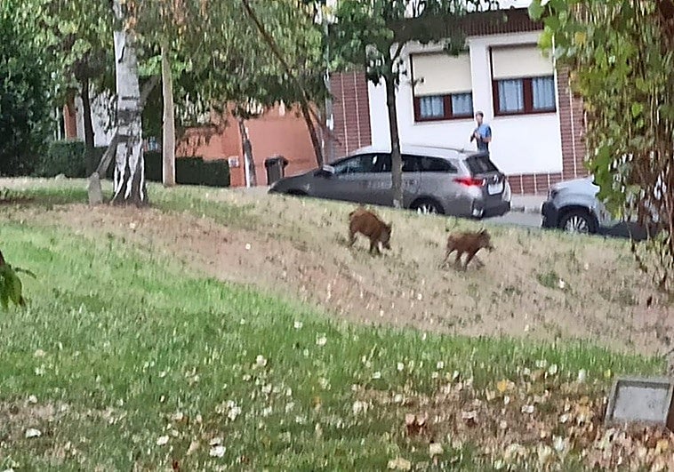 Abaten a un jabalí que corría por una plaza del barrio getxotarra de Las Arenas