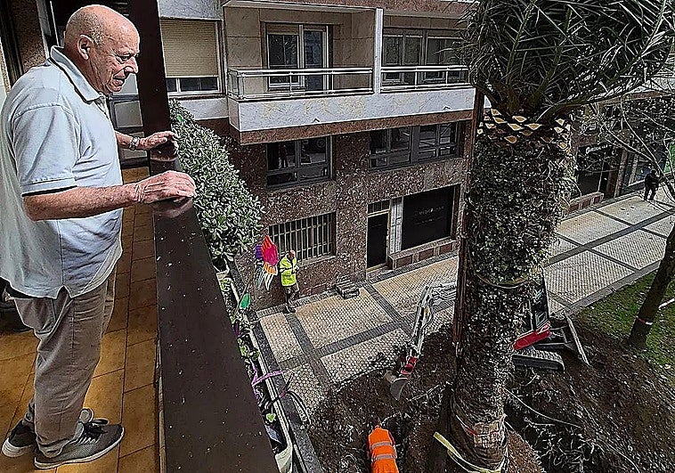 Alivio en San Sebastián por el traslado de unas palmeras: «Pasaban a mi balcón ratas como conejos»
