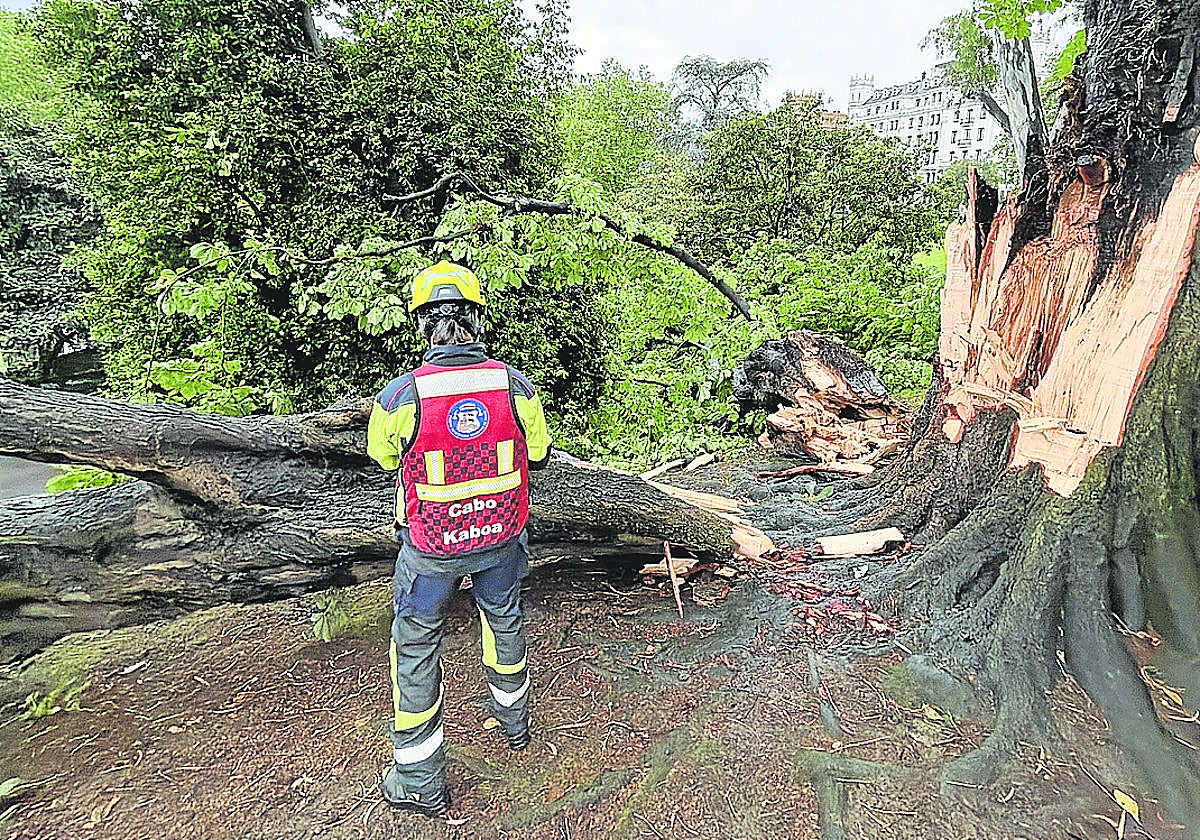 Las tormentas tiran árboles y cortan más de 3 horas una línea de tren