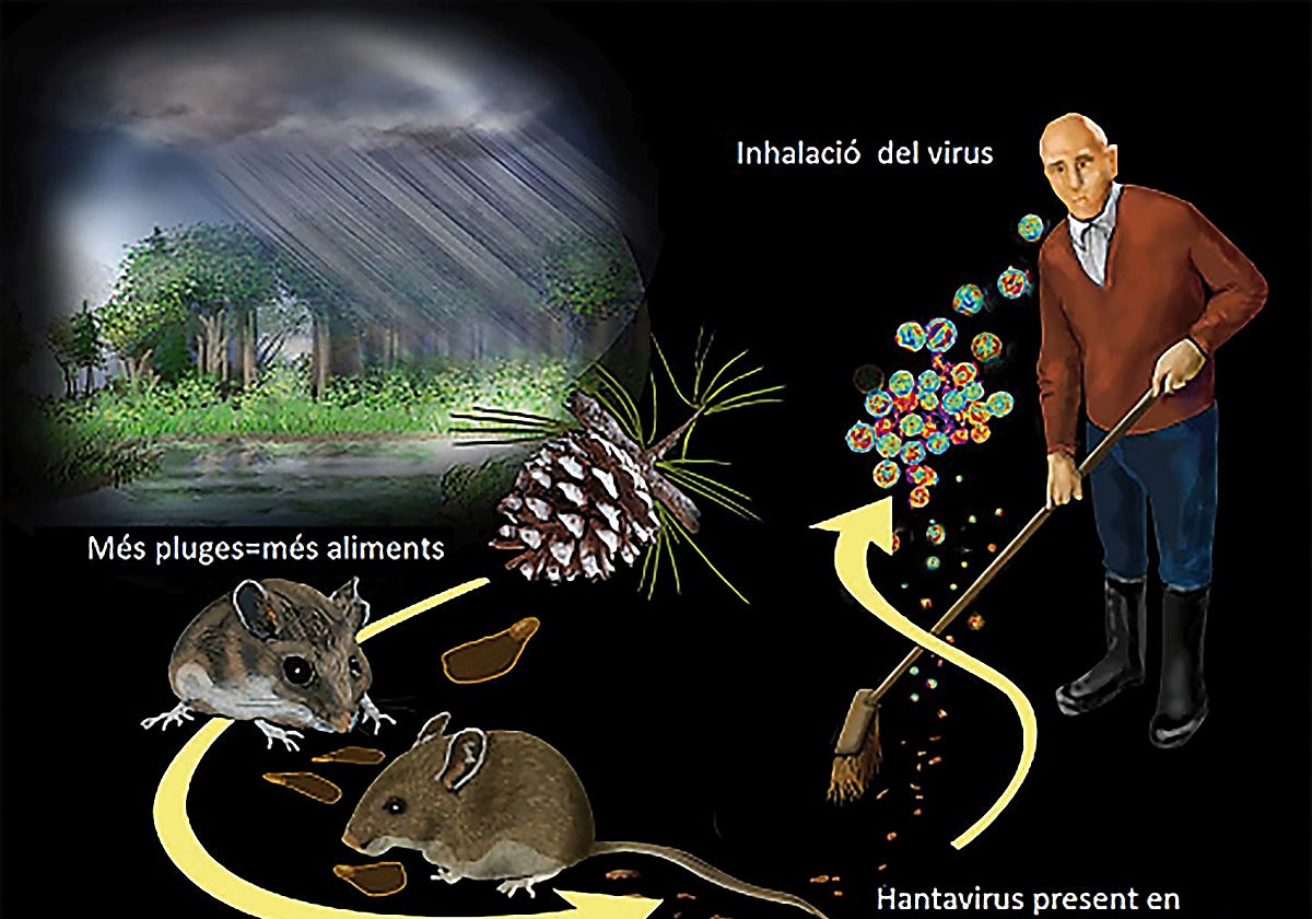 El extraño caso de hantavirus que Cataluña identificó en 2024
