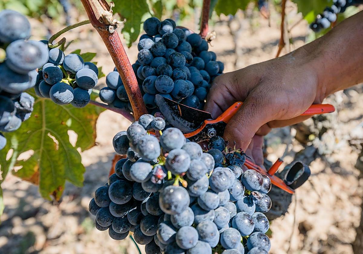 Rioja rebaja otra vez al 90% la producción de uva tinta y mantiene al 100% la de blanca