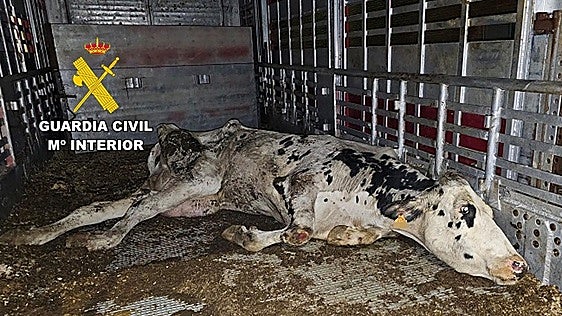 Ocho denunciados, entre ellos un vecino de Carranza, por un delito de maltrato animal a vacas lecheras