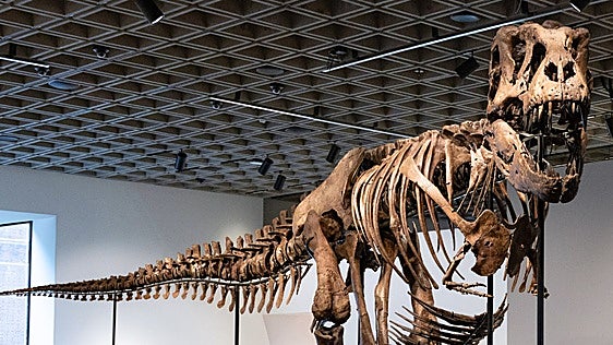 ¿Quién se ha llevado a casa el fósil del rey de los dinosaurios?