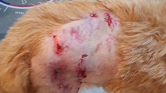 «Me tiró al suelo y mordió a mi perro pero también han atacado a personas»