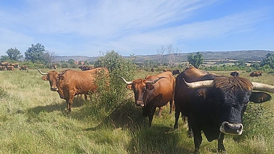 Ganaderos denuncian que la Diputación les prohíbe soltar a sus animales en Gorbea
