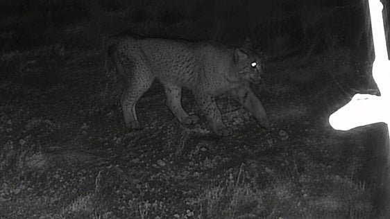 El lince ibérico aparece  en Álava