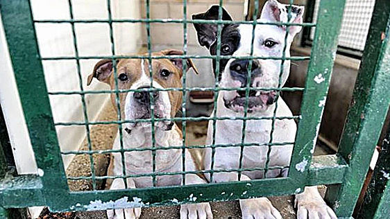 La adopción de perros y gatos se dispara en Bilbao
