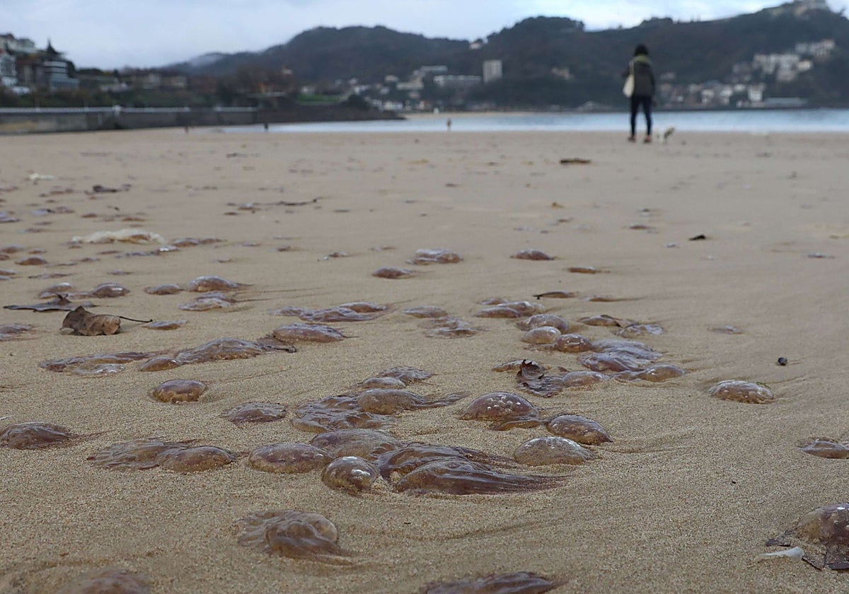 Las salpas se unen a las medusas y las carabelas portuguesas