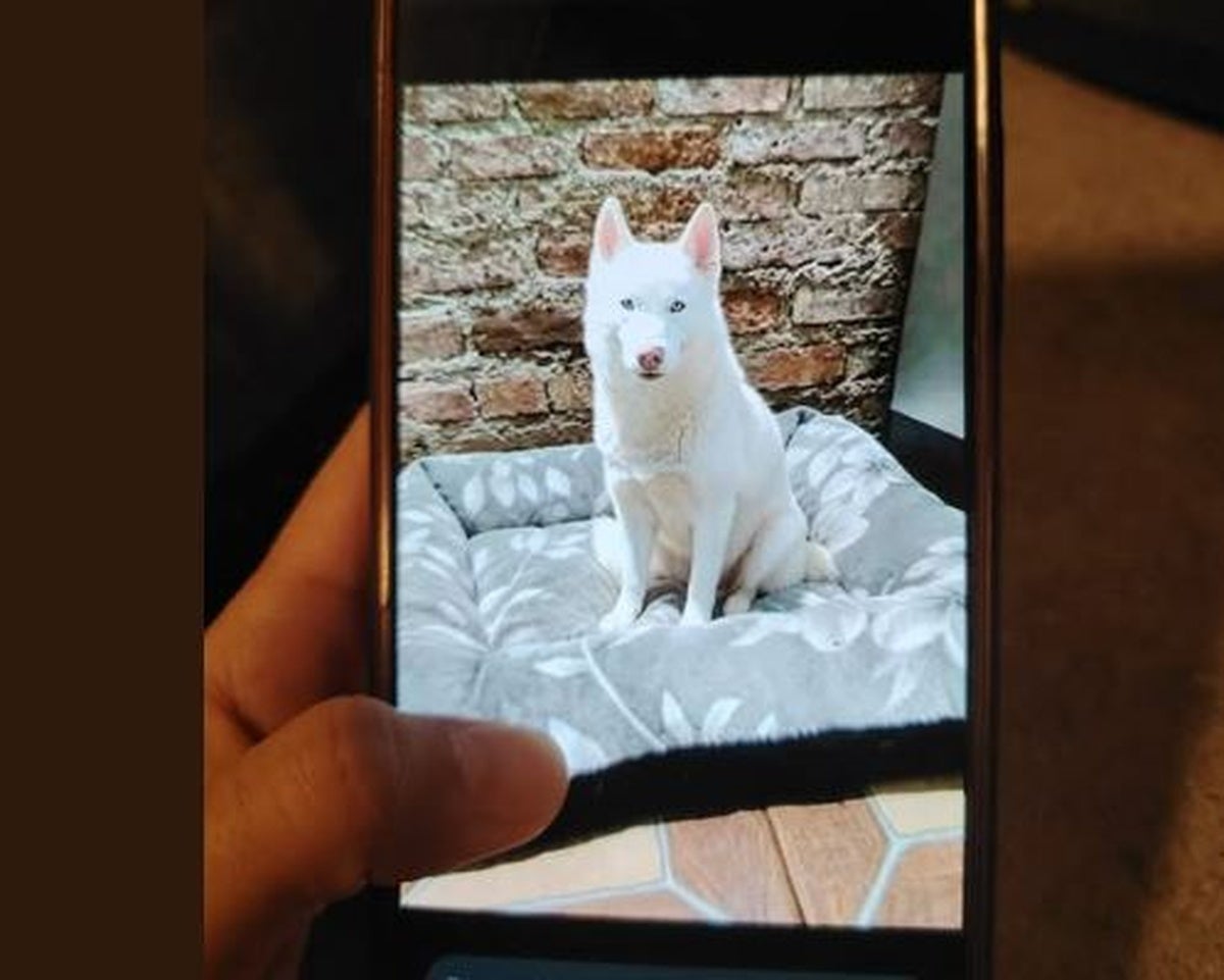 El angustioso chantaje a una familia en Erandio: «Usaron la búsqueda de mi perro para simular que nos habían secuestrado»
