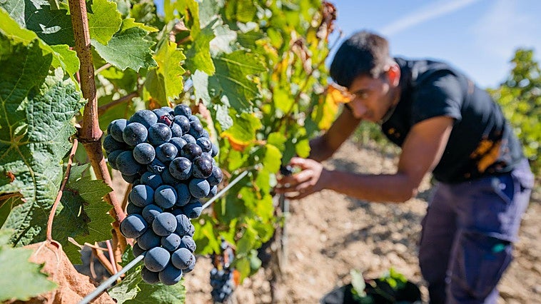 Las olas de calor provocarán la vendimia más temprana de los últimos veinte años