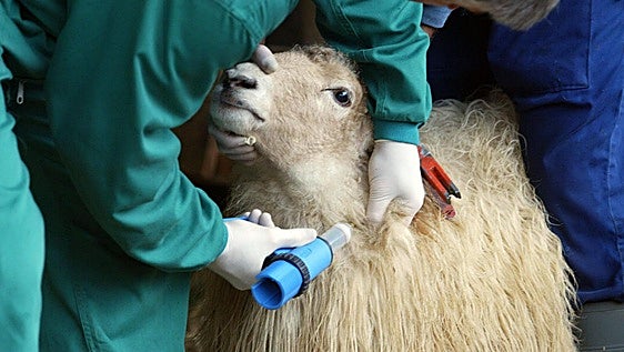 Detectan una oveja contagiada por lengua azul en Barrundia