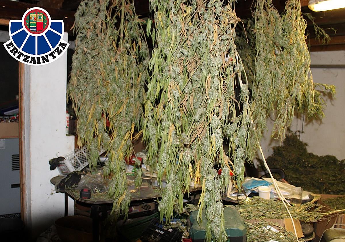 La Ertzaintza desmantela una plantación de marihuana en un terreno de Ispaster