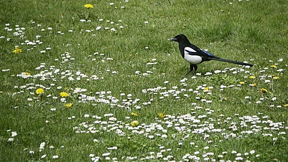 ¿Por qué no hay palomas en Salburua y sí picazas?