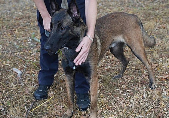 Aran, el perro maltratado que la Ertzaintza ha convertido en un experto detector de explosivos