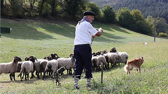 Lemoa acoge la XXIX edición del campeonato de Euskadi de perros pastores