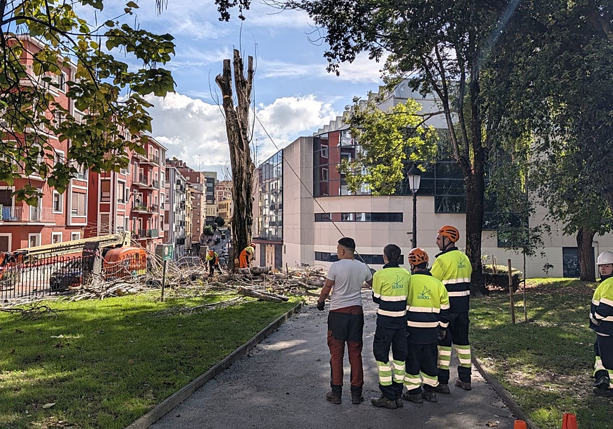 Barakaldo derriba un árbol por riesgo de colapso