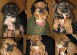 Imagen de los falsos cachorros a adoptar que se envía con el mensaje de ayuda desde 2007. / RC