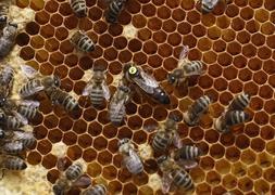 Una abeja reina (centro, de mayor tamaño) sobre un cuadro de colmena. / Efe
