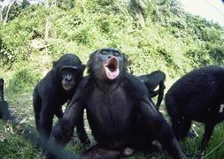 bonobo vs humano